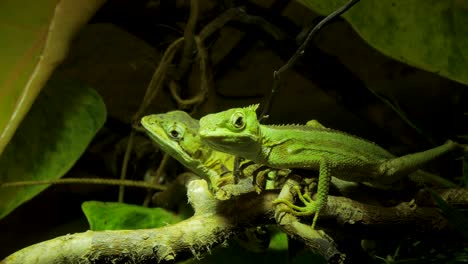 Green-Lizzards-in-terrarium,-couple-of-reptile-on-branch-in-greenery