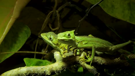 green lizzards in terrarium, couple of reptile on branch in greenery