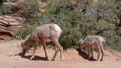 slow motion shot of bighorn sheep mother and lamb grazing in zion national park, utah