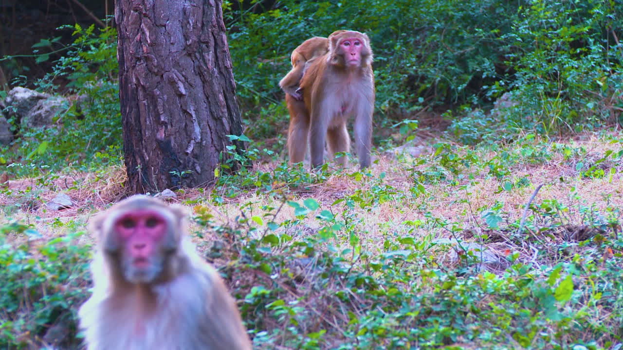 Mother Monkey with Baby in Forest