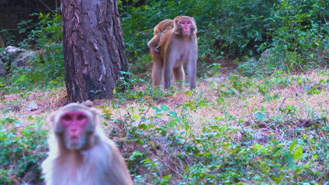 mother monkey with baby in forest