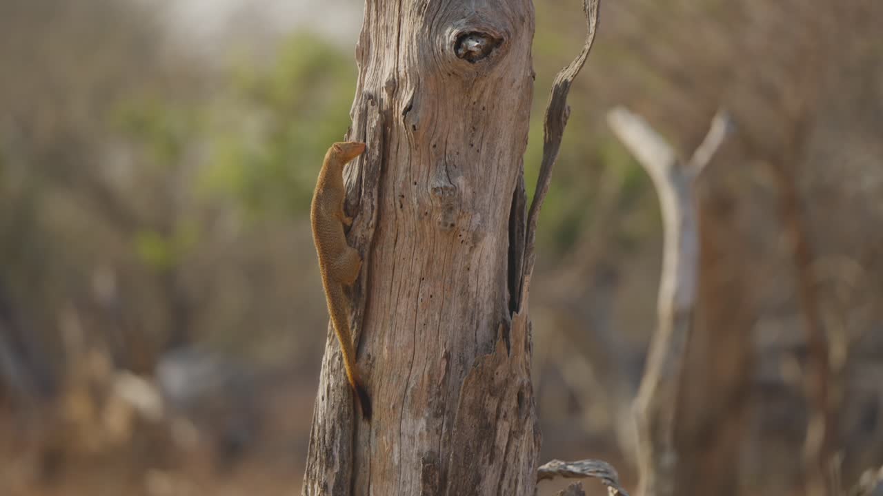 Slender mongoose climbs loose bark on a dead tree trunk, foraging for insects behind it in dry African bushland. Wildlife behavior, close-up telephoto with soft bokeh