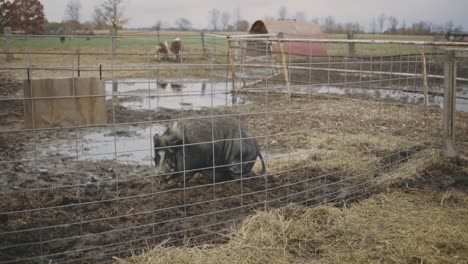 Black-Wild-Boar-In-A-Farm-Muddy-Pen---Medium-Shot