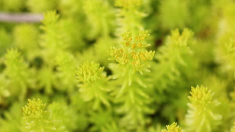 detailed view of stonecrop plants in bloom