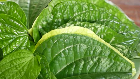 close up fooatge of wildbetal leafbush , mostly served with thai food, it has specific smell and benefits for health