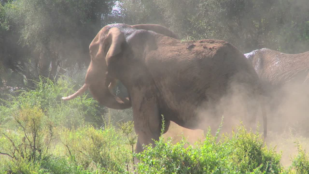 거대한 아프리카 코끼리가 이 놀라운 장면에서 먼지 목욕을 합니다.
