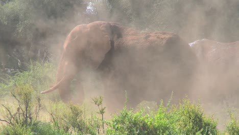 un elefante africano gigante se da un baño de polvo en esta extraordinaria toma