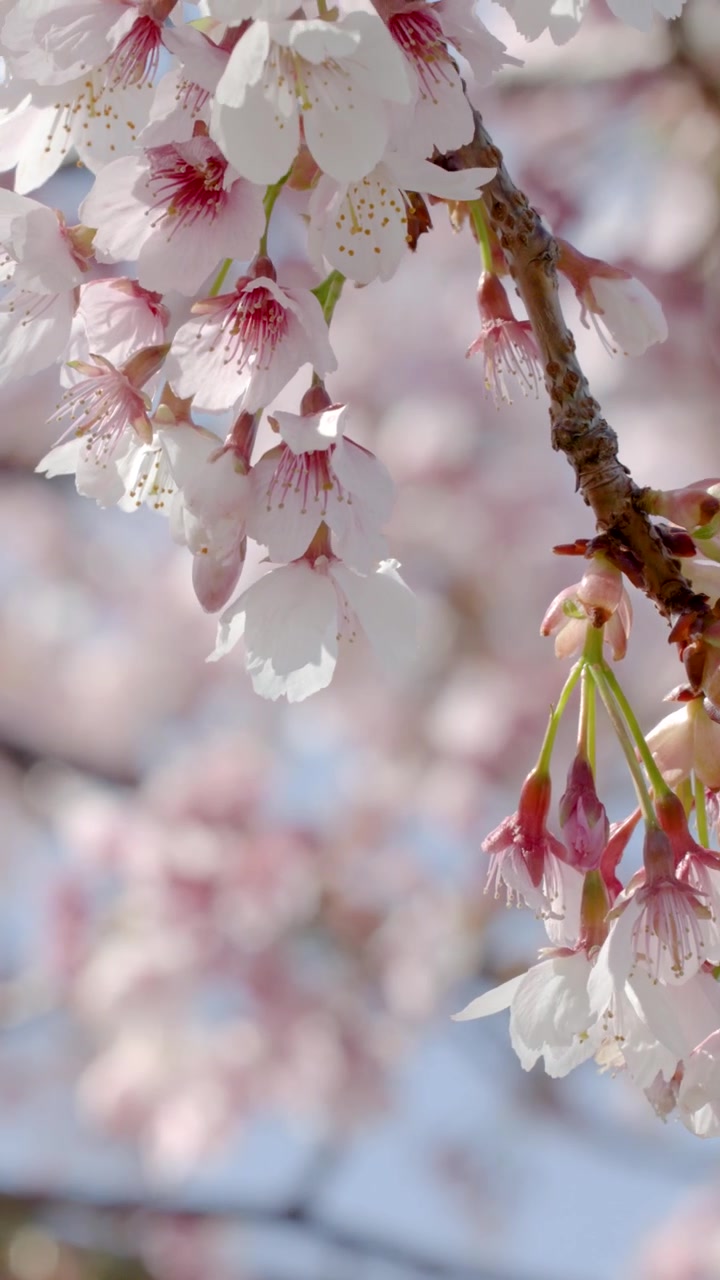 Primo piano di fiori di sakura in fiore che ondeggiano dolcemente al vento sotto la luminosa luce del giorno.