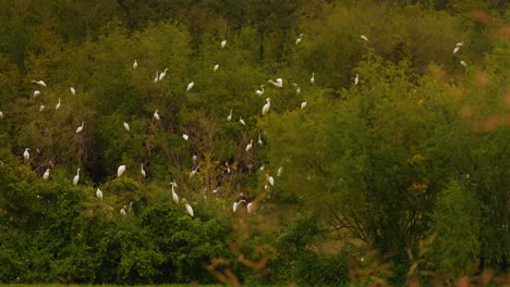 Pájaros-Blancos-Vuelan-Alrededor-De-Los-Humedales
