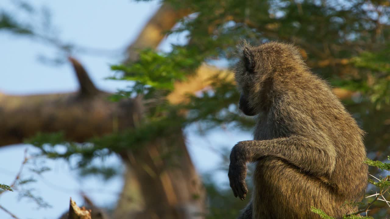 Olive baboon Papio anubis moves carefully through sunlit acacia tree branches at dawn in a protected Kenyan game reserve its fur glowing as it scans the savannah below for foraging opportunities