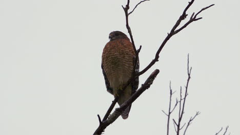 Red-shouldered-hawk-perched-on-a-large,-barren-branch-in-the-pouring-rain