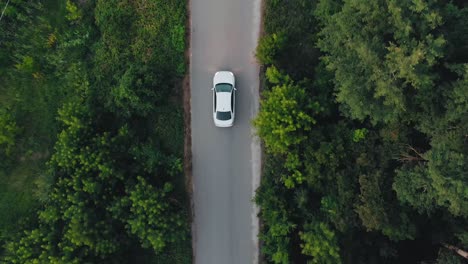 coche blanco en una carretera de campo a través del bosque