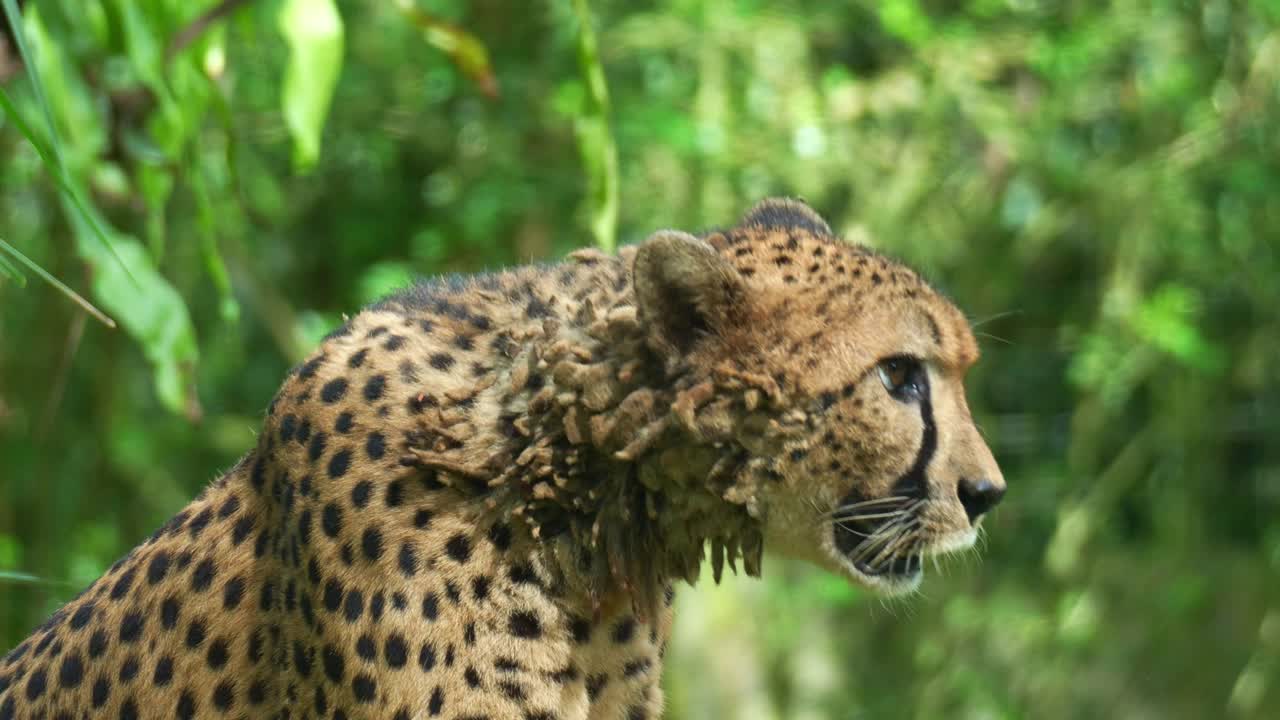 Bir çita (Acinonyx jubatus), doğal yaşam alanında uzaklara bakıyor, yakın çekim.