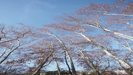 tall trees against a blue sky