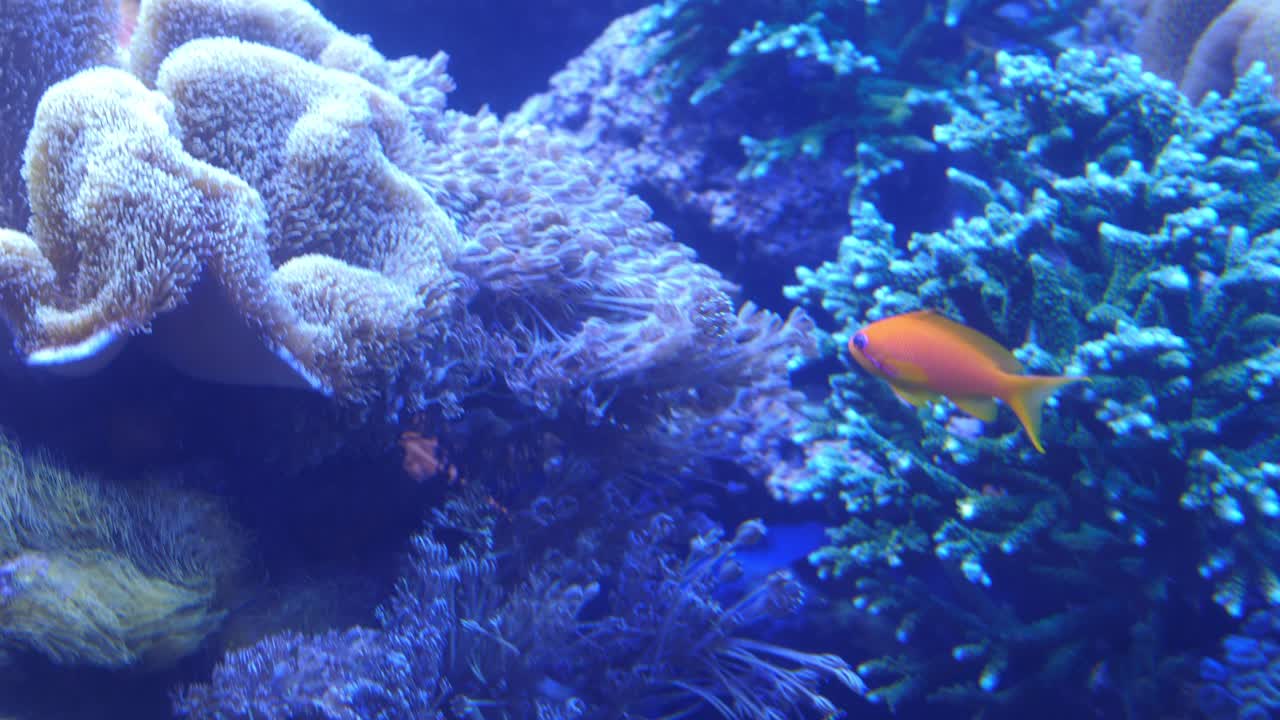 암초에서 수영하는 오렌지 바슬릿