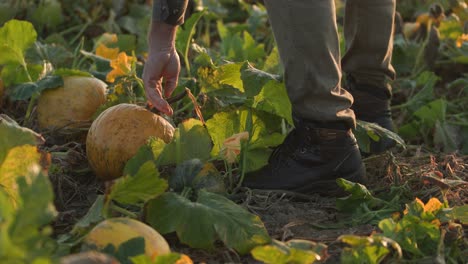 famer checking halloween pumpkins for ripeness with a close up shot and backlit sunlight, slow motion