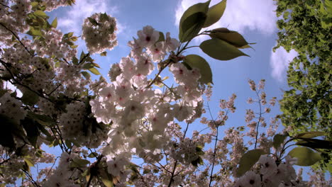 Backlit-spring-cherry-blossom-in-a-London-park,-from-below