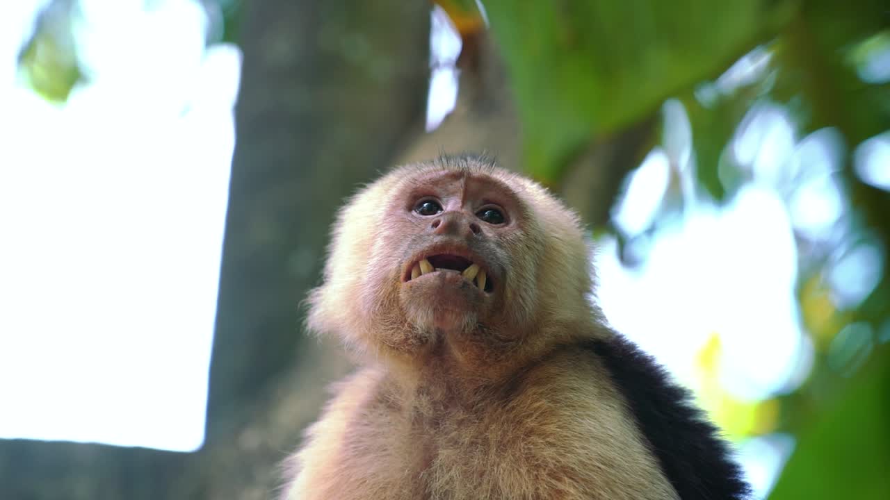 Slow motion klip af en social, sød og nysgerrig kapucinerabe i et træ ved Manuel Antonio Nationalpark i Costa Rica