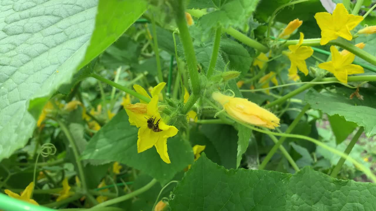 primer plano de la abeja polinizando la flor del pepino, sin personas