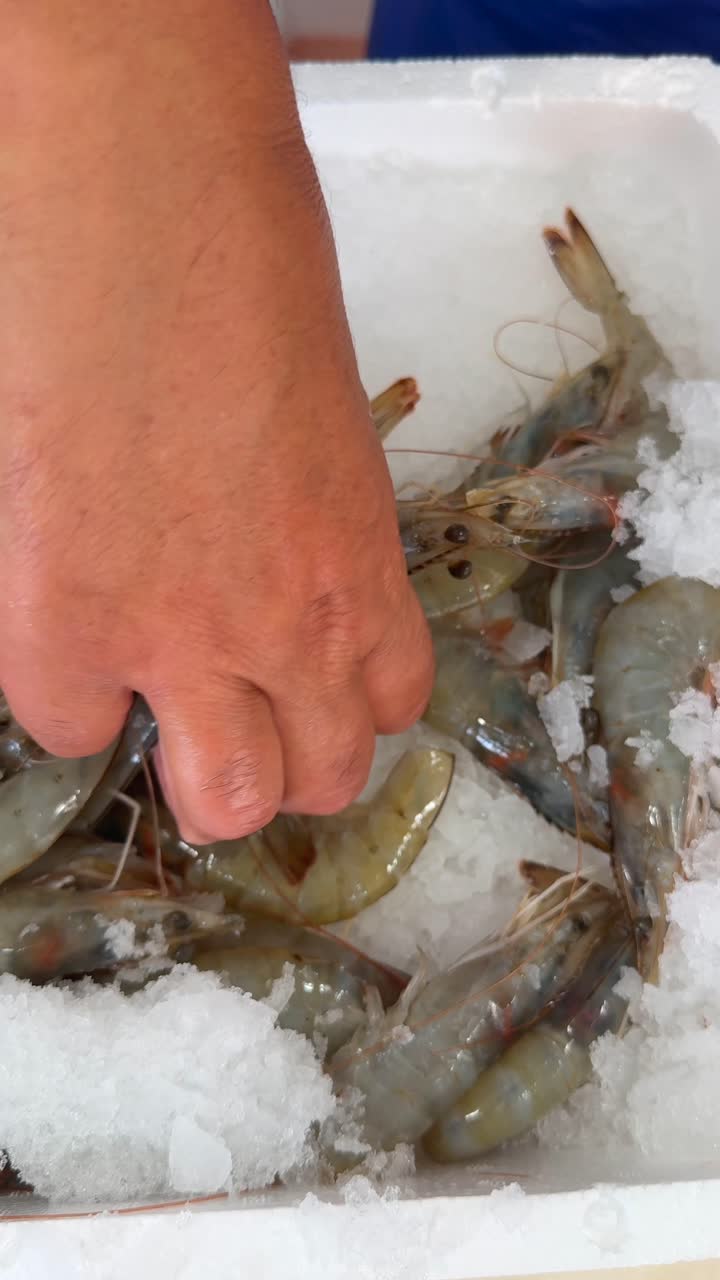 Hand selecting fresh raw shrimp on ice