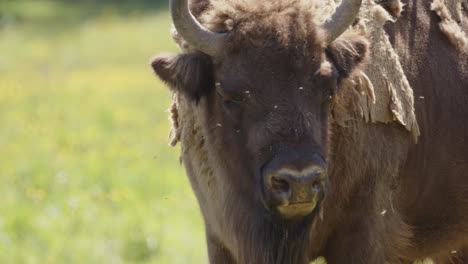 Nahaufnahme-Eines-Europäischen-Büffels-Auf-Einer-Sonnigen-Wiese,-Die-Von-Fliegen-Belästigt-Wird