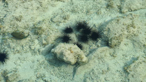 tropical water seabed with sea urchins and a swimming yellow boxfish