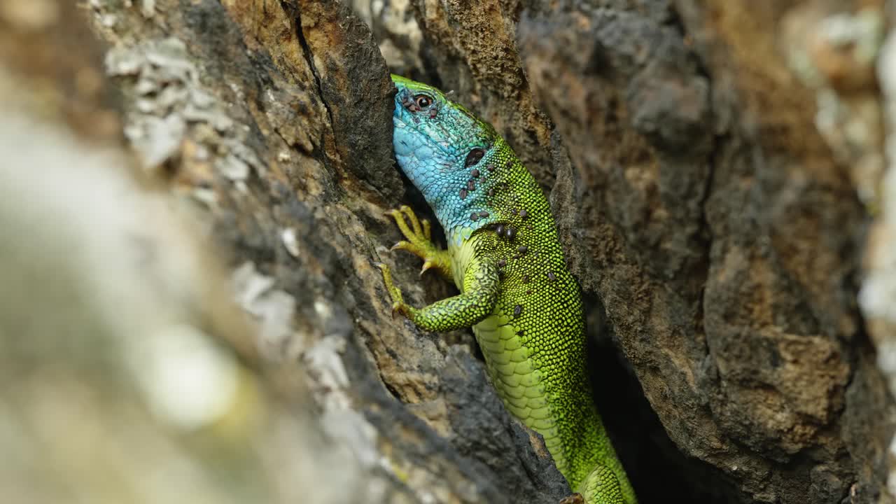 The Tailless Survivor: A Lizard's Tale