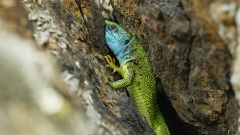 The-Tailless-Survivor:-A-Lizard's-Tale