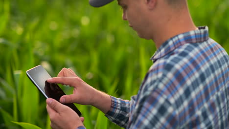 Mittlere-Seitenansicht:-Männlicher-Bauer-Mit-Tablet-Computer-Inspiziert-Pflanzen-Auf-Dem-Feld-Und-Drückt-Bei-Sonnenuntergang-In-Zeitlupe-Seine-Finger-Auf-Den-Computerbildschirm