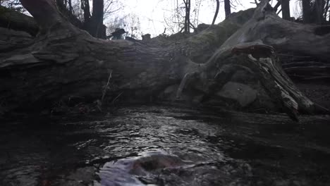 driftwood over river creek cold mountain water stream outdoor fast rapids