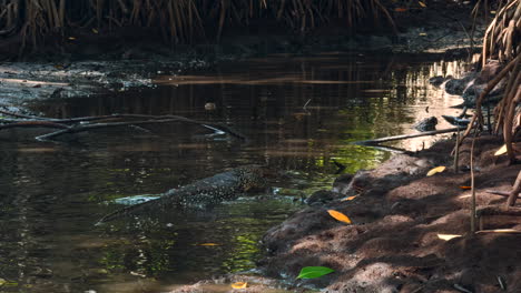 monitor lizard in mangrove creek