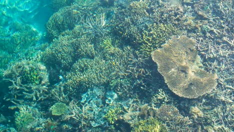 Gentle-swell-and-waves-rolling-over-stunning-coral-reef-in-crystal-clear-ocean-water-of-popular-diving-destination,-Raja-Ampat-in-West-Papua,-Indonesia