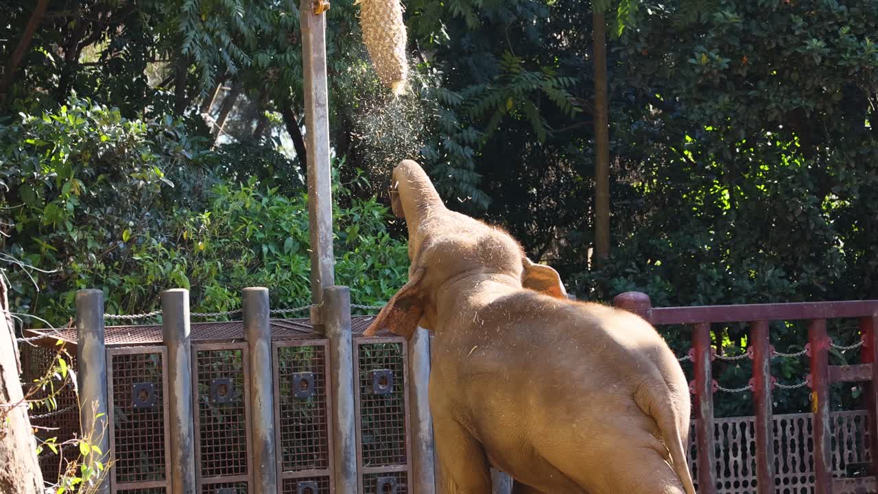 동물원 에서 음식 을 찾고 있는 코끼리