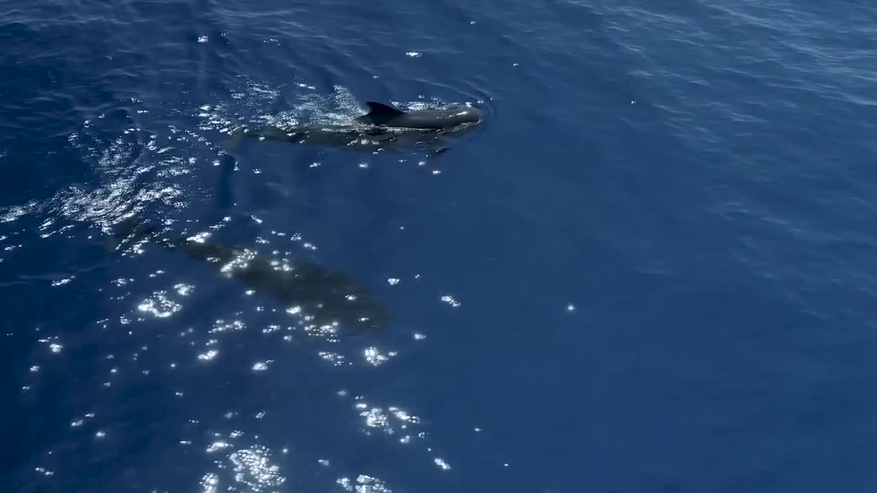 Blue Whales in Sri Lanka World's Largest Animals in Their Natural Habitat