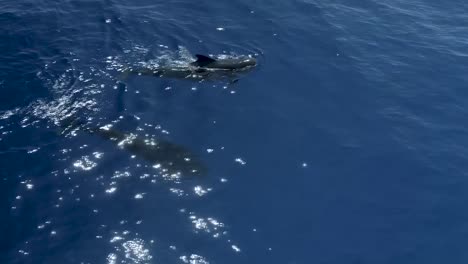 las ballenas azules en sri lanka los animales más grandes del mundo en su hábitat natural