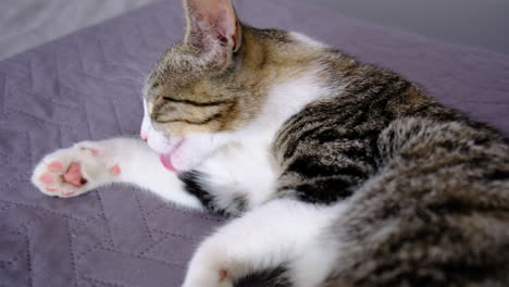 cat cleaning herself on a bed