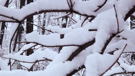 Tree-branches-covered-with-snow-on-the-bank-of-the-water-source-in-the-middle-of-the-woodlands