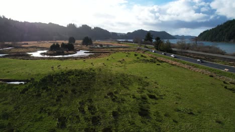 Hermosa-Toma-Aérea-De-Drones-De-4k-Deslizándose-Sobre-Alces-Salvajes-En-El-área-De-Visualización-De-Alces-De-Dean-Creek-En-Reedsport,-Oregon