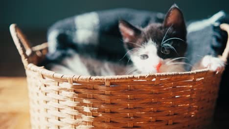 a cute little kitten in a wicker basket.