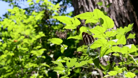 Cinematic-footage-of-a-beautiful-butterfly-sitting-on-a-green-leaf-on-a-bright-and-sunny-day