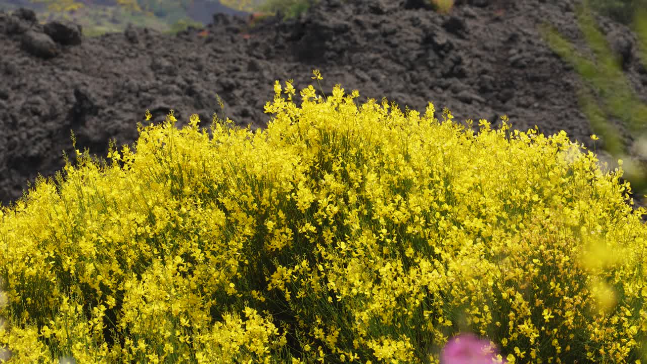 Yellow flowers, etna brooms in scenic landscapes around Mt. Etna, Volcano in Sicily, Italy