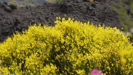 yellow flowers, etna brooms in scenic landscapes around mt. etna, volcano in sicily, italy