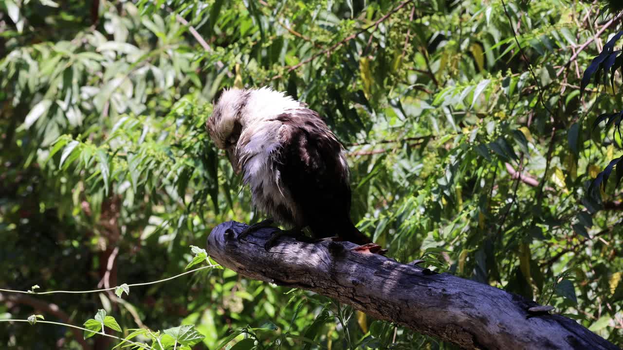 el kookaburra limpiando las plumas en un entorno verde exuberante