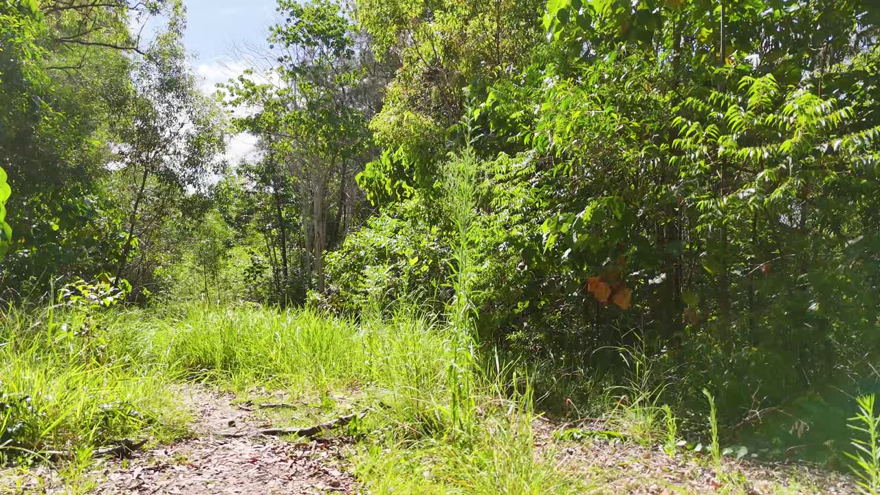 un camino de bosque sereno rodeado de vegetación