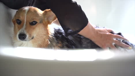 perro corgi bañándose en la bañera