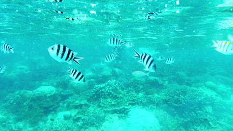 colorful coral reef underwater scene with fish