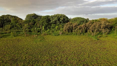 pan aéreo de pantano verde y bosque, reserva ecológica costanera sur