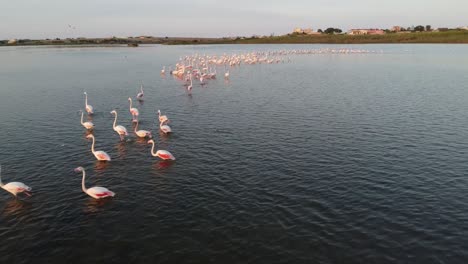 flock of beautiful pink flamingos wading on the calm water in vendicari reserve, sicily, italy