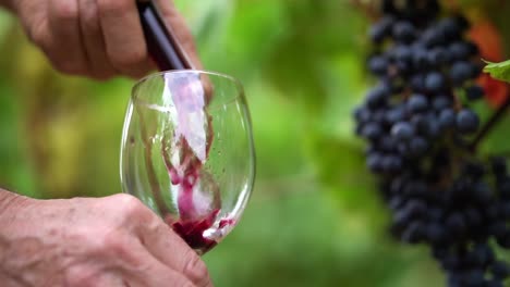 close up view of old vintner pouring rich red wine into crystal glass from wine thief, slow motion