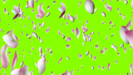 pink lotus petals flying.